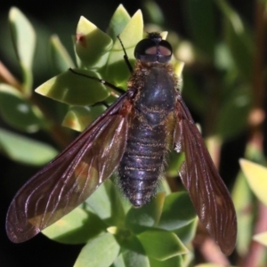 Comptosia sp. (genus) at Rosedale, NSW - 31 Mar 2019 10:49 AM