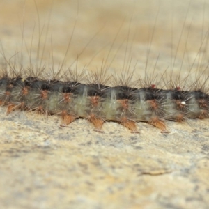 Leptocneria reducta at Acton, ACT - 1 Apr 2019 02:08 PM