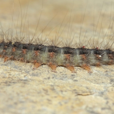 https://api.naturemapr.org/api/sightings/4205675/images/1?width=400&height=400