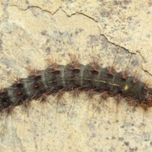 Leptocneria reducta at Acton, ACT - 1 Apr 2019 02:08 PM