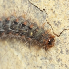 Leptocneria reducta at Acton, ACT - 1 Apr 2019 02:08 PM