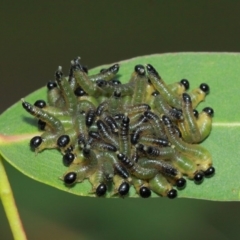 Pseudoperga sp. (genus) (Sawfly, Spitfire) at ANBG - 1 Apr 2019 by TimL