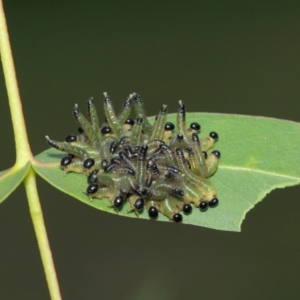 Pseudoperga sp. (genus) at Hackett, ACT - 1 Apr 2019