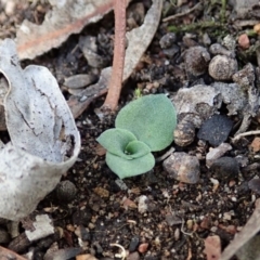 Diplodium sp. (A Greenhood) at Cook, ACT - 29 Mar 2019 by CathB