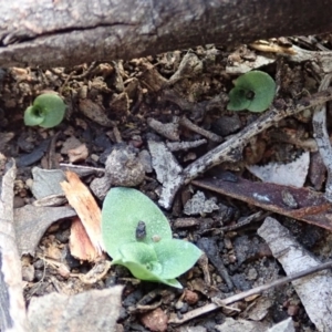 Diplodium sp. at Cook, ACT - suppressed