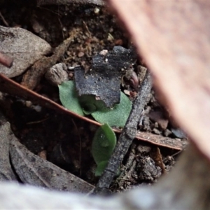 Diplodium sp. at Cook, ACT - suppressed