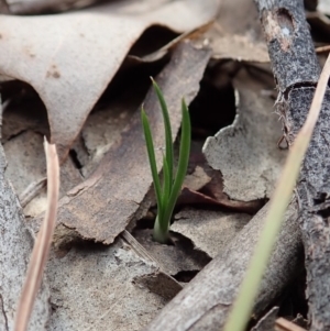 Diuris chryseopsis at Cook, ACT - suppressed