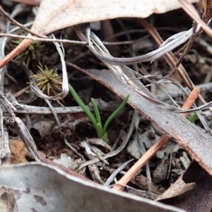 Diuris chryseopsis at Cook, ACT - suppressed