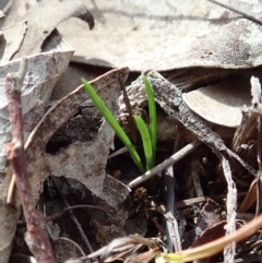 Diuris chryseopsis at Cook, ACT - 2 Apr 2019