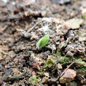 Glossodia major at Cook, ACT - suppressed