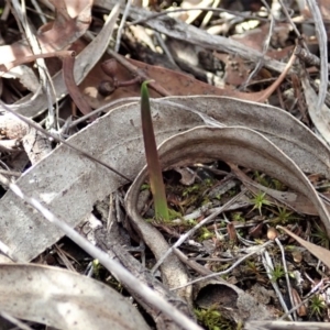 Calochilus platychilus at Cook, ACT - 2 Apr 2019