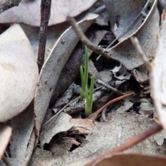 Diuris nigromontana (Black Mountain Leopard Orchid) at Aranda Bushland - 2 Apr 2019 by CathB