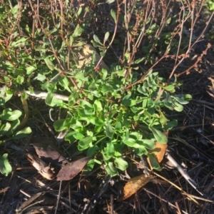 Rumex acetosella at Griffith, ACT - 3 Apr 2019