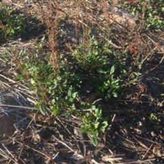 Rumex acetosella at Griffith, ACT - 3 Apr 2019