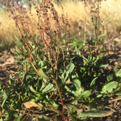 Rumex acetosella at Griffith, ACT - 3 Apr 2019 09:16 AM