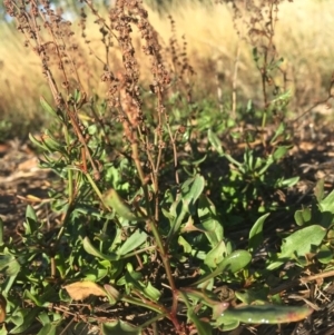 Rumex acetosella at Griffith, ACT - 3 Apr 2019 09:16 AM