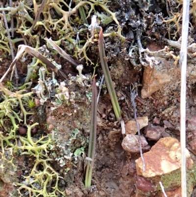 Thelymitra nuda (Scented Sun Orchid) at Mount Painter - 2 Apr 2019 by CathB