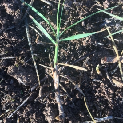 Cynodon dactylon (Couch Grass) at Griffith Woodland - 2 Apr 2019 by ianandlibby1