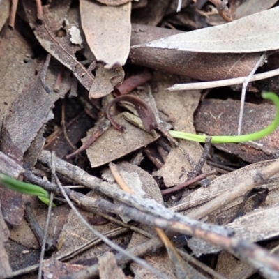 Thelymitra brevifolia (Short-leaf Sun Orchid) at Mount Painter - 2 Apr 2019 by CathB