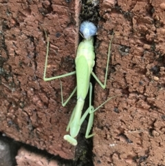 Pseudomantis albofimbriata at Ulladulla - Millards Creek - 28 Mar 2019 by MazT