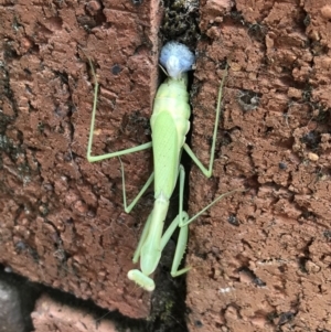 Pseudomantis albofimbriata at Ulladulla, NSW - 28 Mar 2019