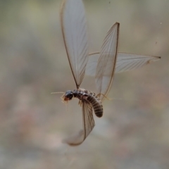 Termitoidae (informal group) (Unidentified termite) at Mount Painter - 29 Mar 2019 by CathB