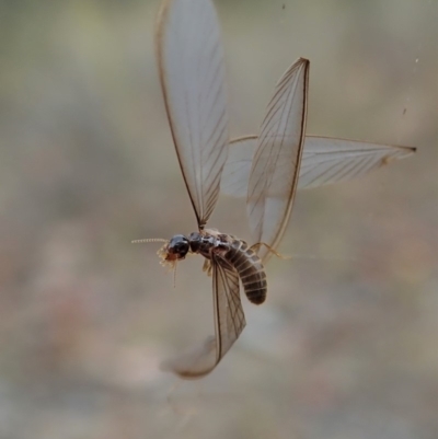 Termitoidae (informal group) (Unidentified termite) at Cook, ACT - 29 Mar 2019 by CathB