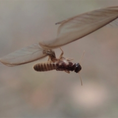 Termitoidae (informal group) at Cook, ACT - 29 Mar 2019