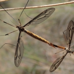 Ptilogyna sp. (genus) at Cook, ACT - 29 Mar 2019