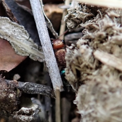 Ancistrotilla sp. (genus) (Mutillid wasp or velvet ant) at Cook, ACT - 29 Mar 2019 by CathB