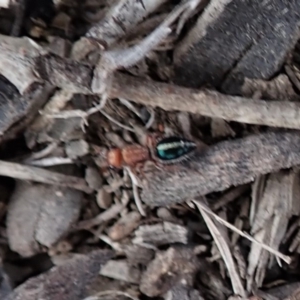 Ancistrotilla sp. (genus) at Mount Painter - 29 Mar 2019 03:24 PM