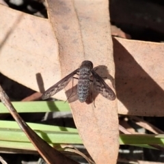 Aleucosia sp. (genus) (Bee Fly) at Cook, ACT - 2 Apr 2019 by CathB