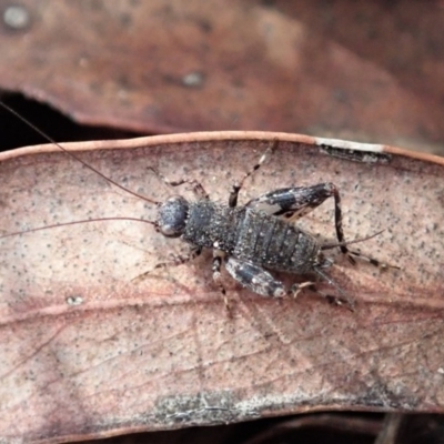 Calperum ottei (A recently described pygmy cricket) at Cook, ACT - 2 Apr 2019 by CathB