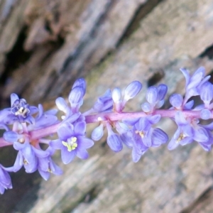 Liriope muscari at Conjola, NSW - 23 Feb 2019 09:54 AM