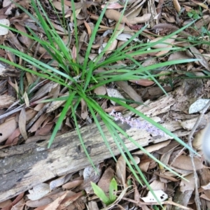 Liriope muscari at Conjola, NSW - 23 Feb 2019