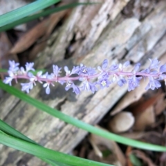 Liriope muscari at Conjola, NSW - 23 Feb 2019 09:54 AM