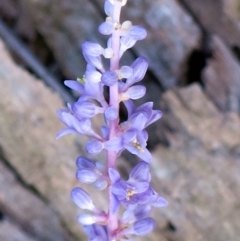 Liriope muscari at Conjola, NSW - 23 Feb 2019