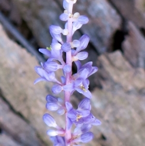 Liriope muscari at Conjola, NSW - 23 Feb 2019 09:54 AM