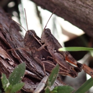 Phaulacridium vittatum at Aranda, ACT - 2 Apr 2019