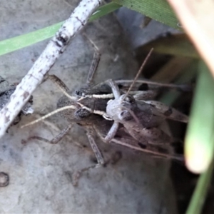 Phaulacridium vittatum at Aranda, ACT - 2 Apr 2019