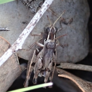 Phaulacridium vittatum at Aranda, ACT - 2 Apr 2019