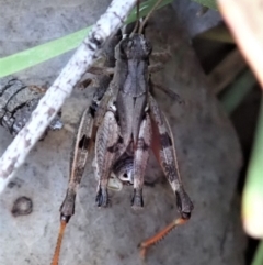 Phaulacridium vittatum at Aranda, ACT - 2 Apr 2019