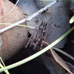 Phaulacridium vittatum at Aranda, ACT - 2 Apr 2019