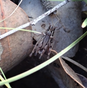 Phaulacridium vittatum at Aranda, ACT - 2 Apr 2019