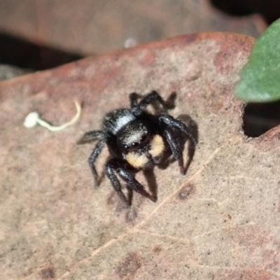 Salticidae sp. 'Golden palps' (Unidentified jumping spider) at Aranda, ACT - 2 Apr 2019 by CathB