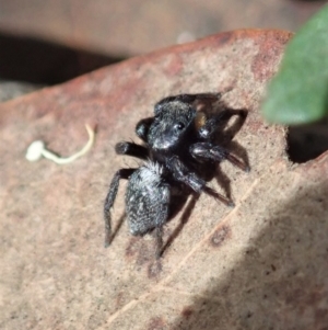 Salticidae sp. 'Golden palps' at Aranda, ACT - 2 Apr 2019