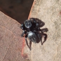 Salticidae sp. 'Golden palps' at Aranda, ACT - 2 Apr 2019