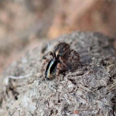 Maratus chrysomelas (Variable Peacock Spider) at Mount Painter - 2 Apr 2019 by CathB