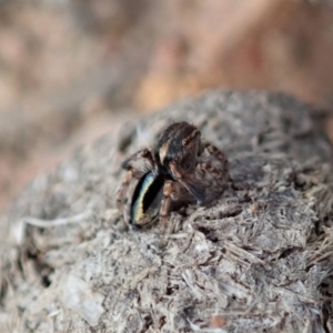 Maratus chrysomelas at Cook, ACT - 2 Apr 2019