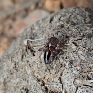 Maratus chrysomelas at Cook, ACT - 2 Apr 2019